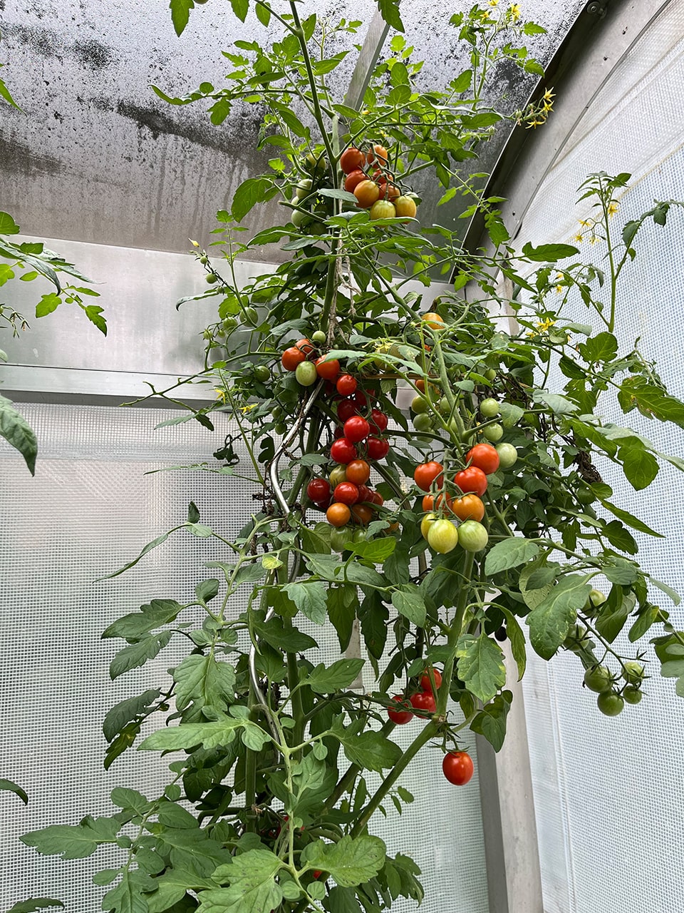 Ihr Tomatenhaus – das perfekte Heim für Ihre Tomaten, made in Österreich
